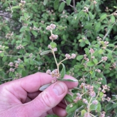 Pomaderris subcapitata at Paddys River, ACT - 6 Aug 2022 03:22 PM