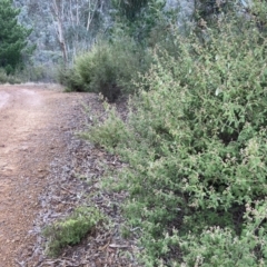 Pomaderris subcapitata at Paddys River, ACT - 6 Aug 2022