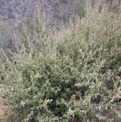 Pomaderris subcapitata at Paddys River, ACT - 6 Aug 2022 03:22 PM