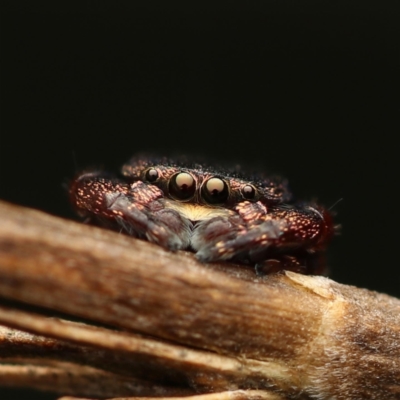 Simaethula sp. (genus) (A jumping spider) at Murrumbateman, NSW - 12 Aug 2022 by amiessmacro