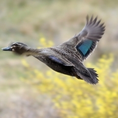 Anas superciliosa (Pacific Black Duck) at WREN Reserves - 12 Aug 2022 by KylieWaldon