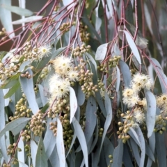 Eucalyptus melliodora (Yellow Box) at Wodonga - 12 Aug 2022 by KylieWaldon