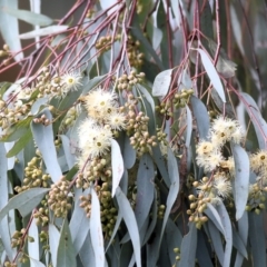 Eucalyptus melliodora (Yellow Box) at Wodonga, VIC - 12 Aug 2022 by KylieWaldon