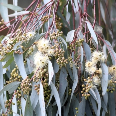 Eucalyptus melliodora (Yellow Box) at Wodonga, VIC - 12 Aug 2022 by KylieWaldon