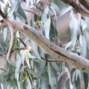 Eucalyptus melliodora at Wodonga, VIC - 12 Aug 2022 12:11 PM