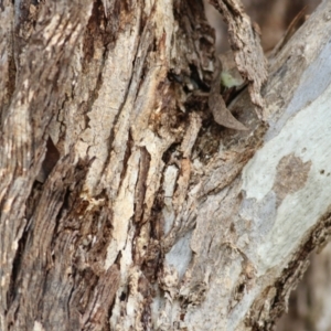 Eucalyptus melliodora at Wodonga, VIC - 12 Aug 2022 12:11 PM