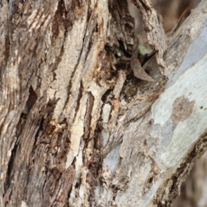 Eucalyptus melliodora at Wodonga, VIC - 12 Aug 2022