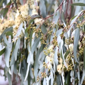 Eucalyptus melliodora at Wodonga, VIC - 12 Aug 2022 12:11 PM