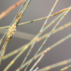 Casuarina/Allocasuarina sp. at Wodonga, VIC - 12 Aug 2022 11:48 AM