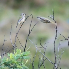 Melithreptus brevirostris (Brown-headed Honeyeater) at WREN Reserves - 12 Aug 2022 by KylieWaldon