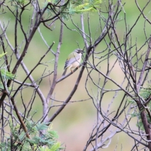 Melithreptus brevirostris at Wodonga, VIC - 12 Aug 2022