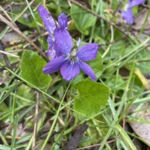 Viola odorata at Aranda, ACT - 12 Aug 2022 03:27 PM