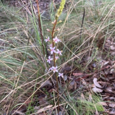 Stylidium graminifolium (grass triggerplant) at Aranda, ACT - 12 Aug 2022 by lbradley