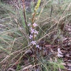 Stylidium graminifolium (Grass Triggerplant) at Aranda, ACT - 12 Aug 2022 by lbradley
