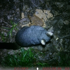 Trichosurus vulpecula (Common Brushtail Possum) at Acton, ACT - 9 Aug 2022 by sophiap