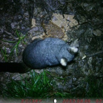 Trichosurus vulpecula (Common Brushtail Possum) at Sullivans Creek, Acton - 8 Aug 2022 by sophiap