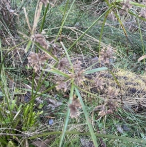 Cyperus eragrostis at Aranda, ACT - 12 Aug 2022
