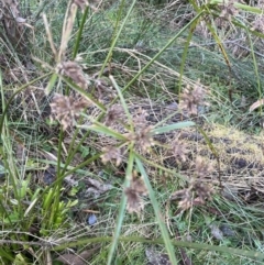 Cyperus eragrostis (Umbrella Sedge) at Aranda Bushland - 12 Aug 2022 by lbradley