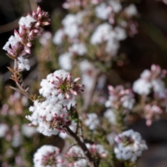 Styphelia attenuata (Small-leaved Beard Heath) at Aranda, ACT - 12 Aug 2022 by RobertD