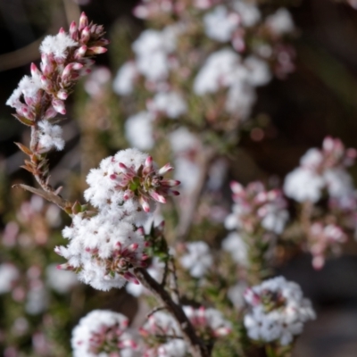 Leucopogon attenuatus (Small-leaved Beard Heath) at Black Mountain - 12 Aug 2022 by RobertD