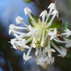 Pimelea linifolia (Slender Rice Flower) at Black Mountain - 12 Aug 2022 by RobertD