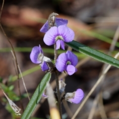 Hovea heterophylla (Common Hovea) at Bruce, ACT - 12 Aug 2022 by RobertD