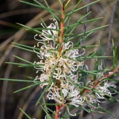 Hakea decurrens (Bushy Needlewood) at Black Mountain - 12 Aug 2022 by RobertD