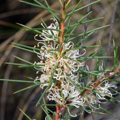 Hakea decurrens (Bushy Needlewood) at Black Mountain - 12 Aug 2022 by RobertD