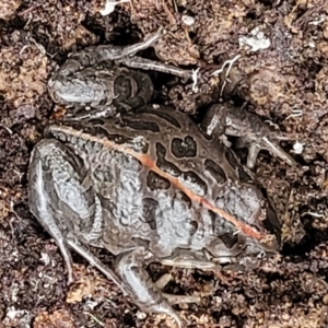 Limnodynastes tasmaniensis at Bruce, ACT - 12 Aug 2022