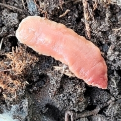 Australoplana alba (A flatworm) at Bruce Ridge - 12 Aug 2022 by trevorpreston