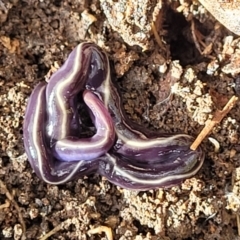 Caenoplana coerulea (Blue Planarian, Blue Garden Flatworm) at Bruce Ridge - 12 Aug 2022 by trevorpreston