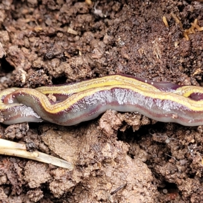 Caenoplana bicolor (Two-tone Planarian) at Bruce, ACT - 12 Aug 2022 by trevorpreston