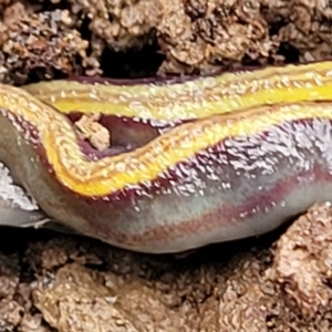 Caenoplana bicolor at Bruce, ACT - 12 Aug 2022