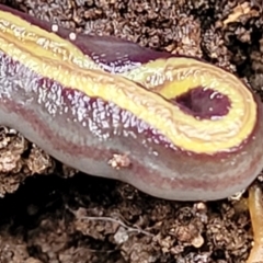 Caenoplana bicolor at Bruce, ACT - 12 Aug 2022