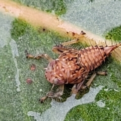 Brunotartessus fulvus (Yellow-headed Leafhopper) at Bruce Ridge - 12 Aug 2022 by trevorpreston
