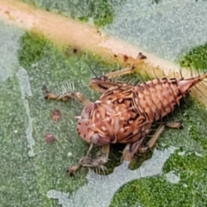 Brunotartessus fulvus at Bruce Ridge - 12 Aug 2022