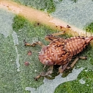 Brunotartessus fulvus at Bruce Ridge - 12 Aug 2022