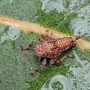 Brunotartessus fulvus at Bruce Ridge - 12 Aug 2022