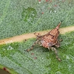 Brunotartessus fulvus at Bruce Ridge - 12 Aug 2022