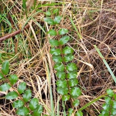 Ligustrum sinense (Narrow-leaf Privet, Chinese Privet) at Flea Bog Flat, Bruce - 12 Aug 2022 by trevorpreston