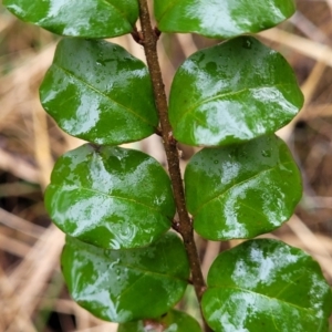 Ligustrum sinense at Bruce, ACT - 12 Aug 2022 02:53 PM