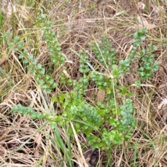 Ligustrum sinense at Bruce, ACT - 12 Aug 2022 02:53 PM