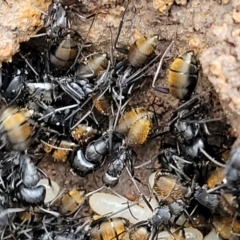 Camponotus aeneopilosus (A Golden-tailed sugar ant) at Bruce Ridge to Gossan Hill - 12 Aug 2022 by trevorpreston