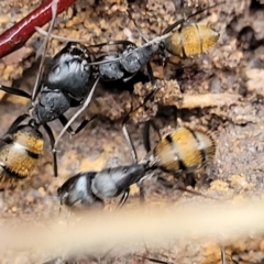 Camponotus aeneopilosus at Bruce, ACT - 12 Aug 2022