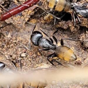 Camponotus aeneopilosus at Bruce, ACT - 12 Aug 2022