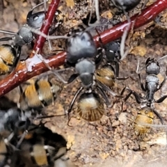 Camponotus aeneopilosus at Bruce, ACT - 12 Aug 2022