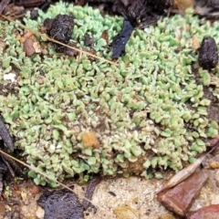 Cladonia sp. (Cup Lichen) at Aranda, ACT - 12 Aug 2022 by trevorpreston