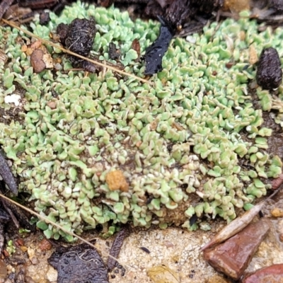 Cladonia sp. (genus) (Cup Lichen) at Aranda, ACT - 12 Aug 2022 by trevorpreston