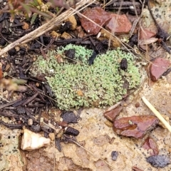 Cladonia sp. (genus) at Aranda, ACT - 12 Aug 2022