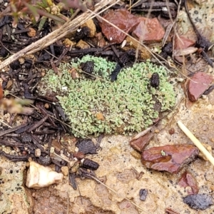 Cladonia sp. (genus) at Aranda, ACT - 12 Aug 2022 02:46 PM